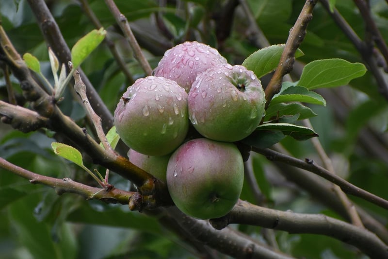 Fruit-Bearing Trees