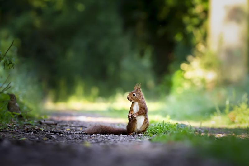 Rodent Prevention