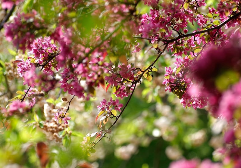 Cherry Tree