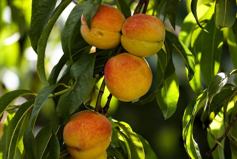 Peach Tree