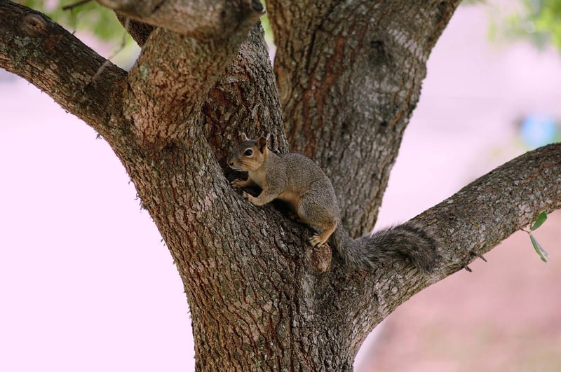 Rodent Prevention